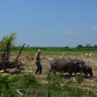 Indonesien Zuckerfabrik Olean archaischerBahnBetrieb