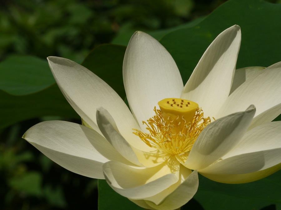 Indonesische Lotusblüte