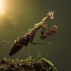 Indonesische Moosmantis