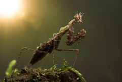 Indonesische Moosmantis