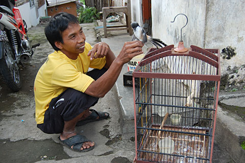 Indonesischer Vogelbesitzer