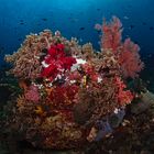 Indonesisches Korallenriff