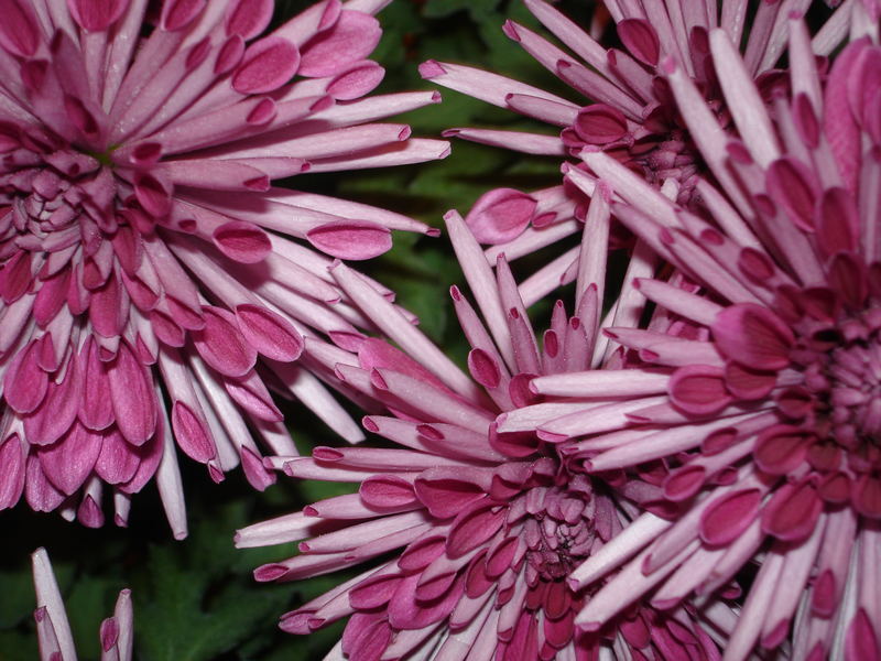 Indoor Flower