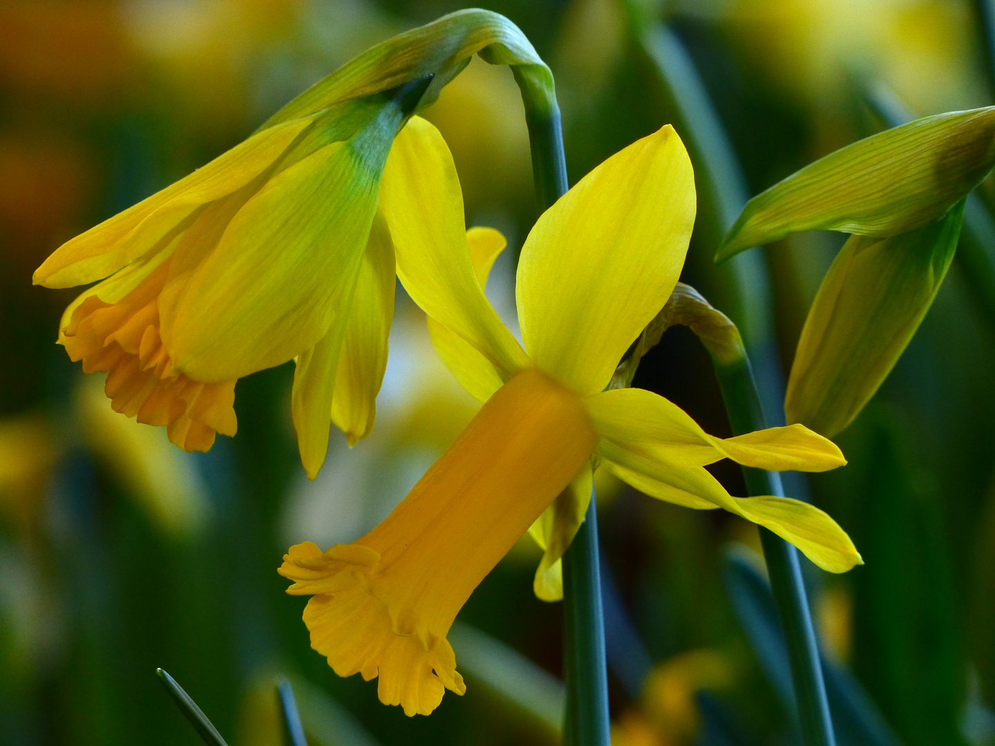-Indoor Osterglocken - Foto & Bild | pflanzen, pilze & flechten, blüten