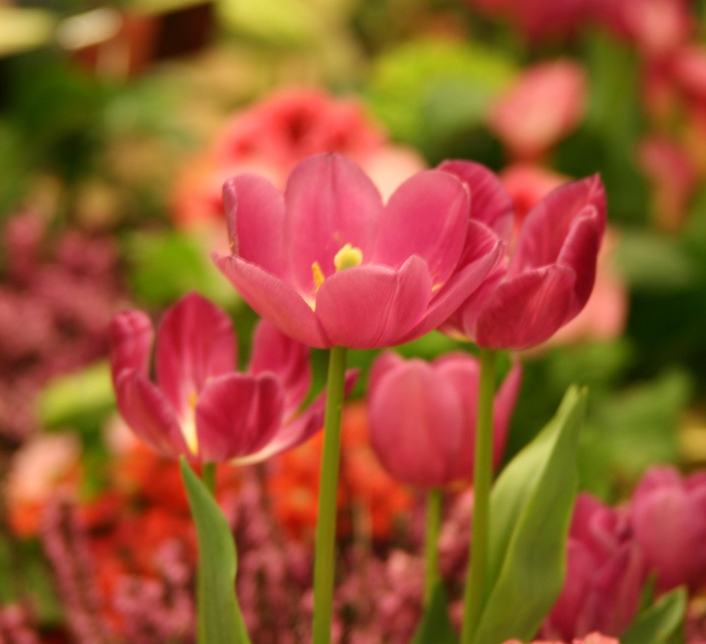 Indoor tulips.