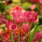 Indoor tulips.