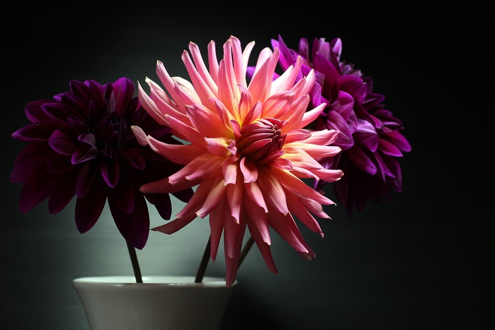 indoordahlien