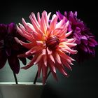 indoordahlien
