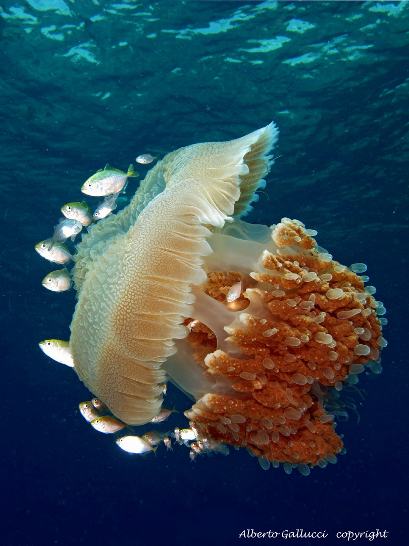 INDOPACIFIC JELLYFISH