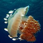 INDOPACIFIC JELLYFISH