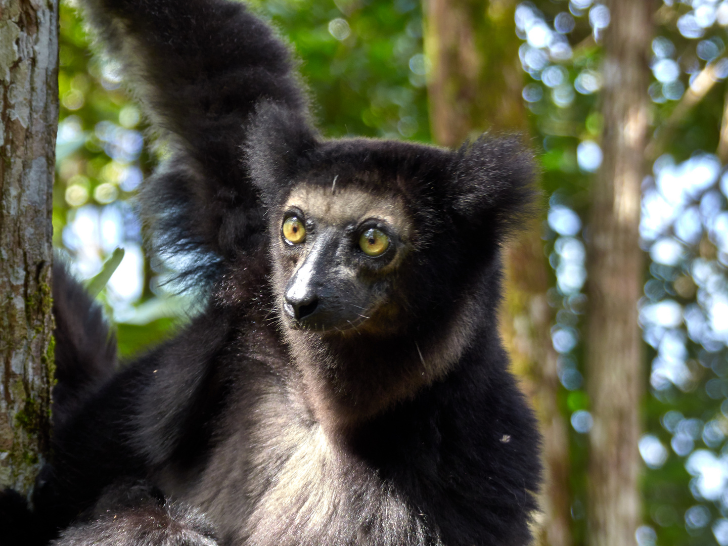 Indri Foto & Bild tiere, wildlife, säugetiere Bilder auf