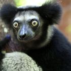 Indri