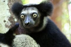 Indri