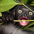 Indri Baby