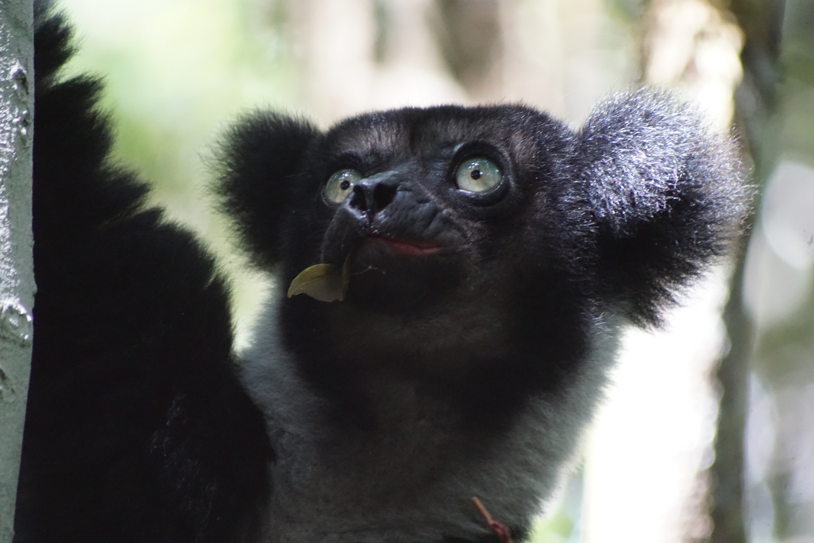 Indri Indri der größte  Lemur Madagaskars 