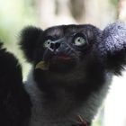 Indri Indri der größte  Lemur Madagaskars 