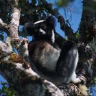 Indri Indri Lemur