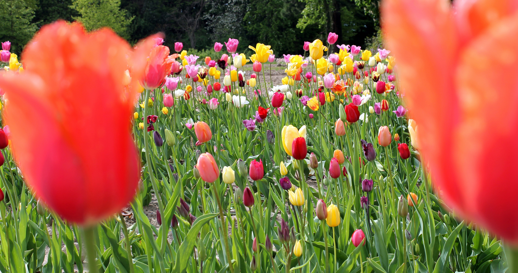 Industrial Flowers