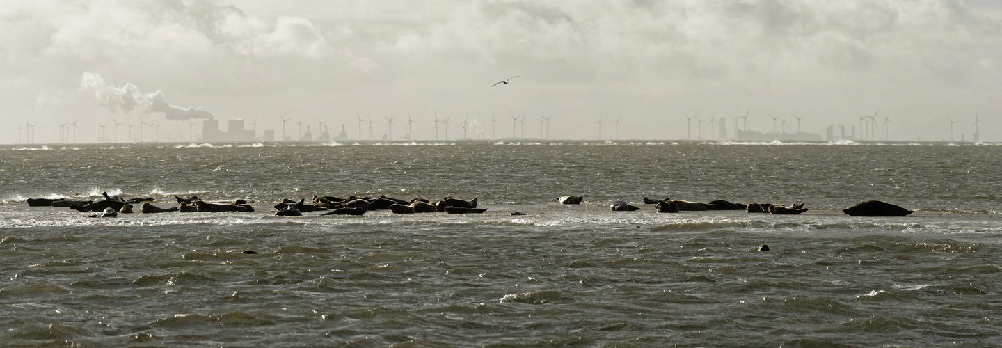 Industrie gegen Natur