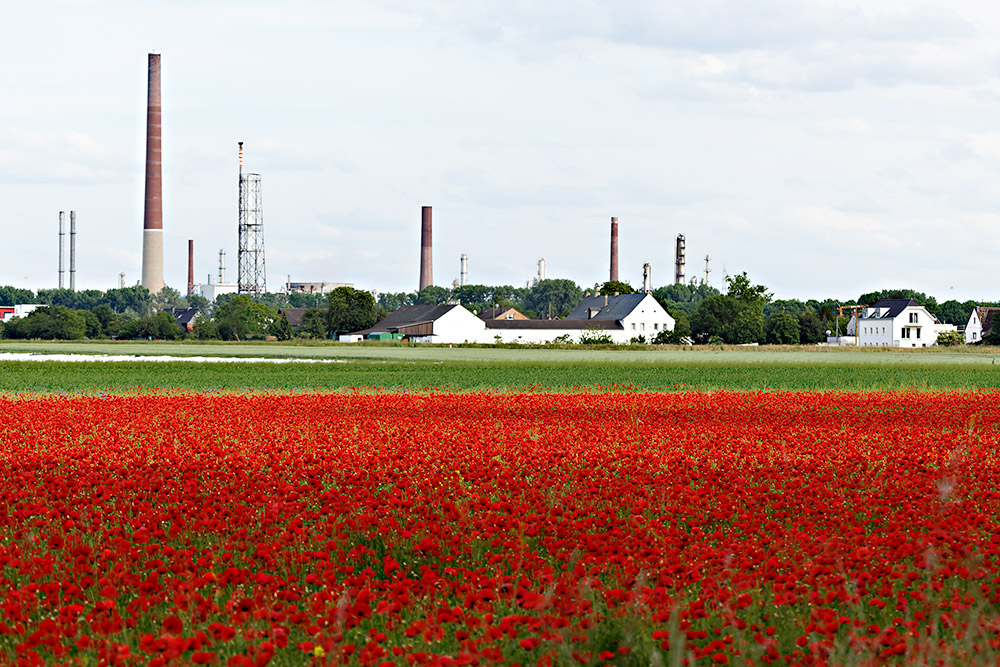 Industrie-Mohn