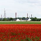 Industrie-Mohn