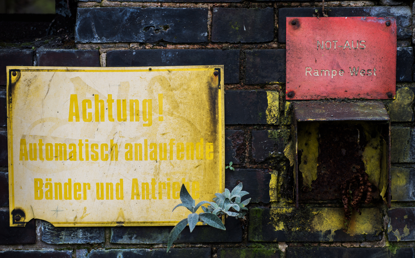 Industriegeschichte - Die Pflanze aus der Wand