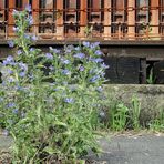 IndustrieNatur - Blauer Natterkopf