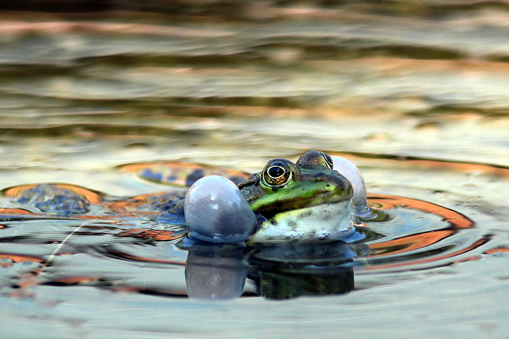 IndustrieNatur_2011 - Bevor der Reiher kam ...