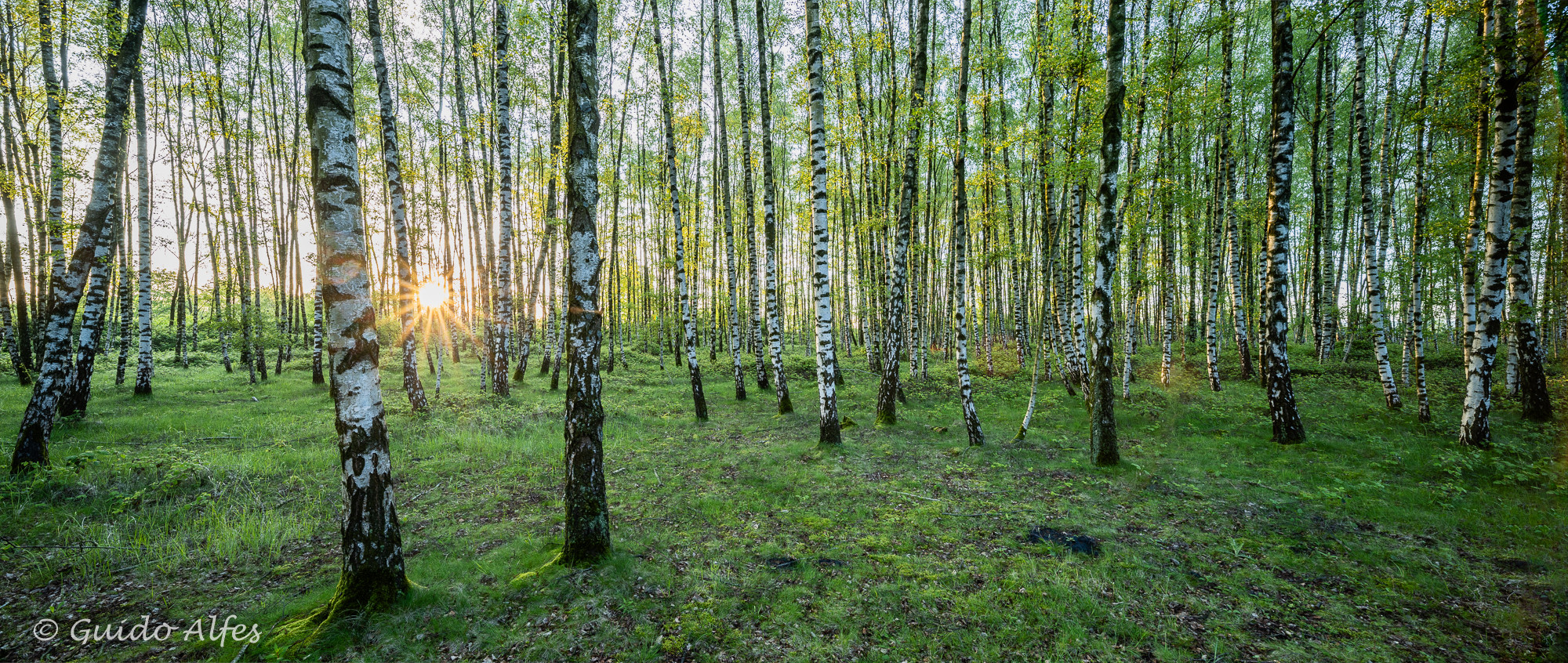 Industriewald Pano