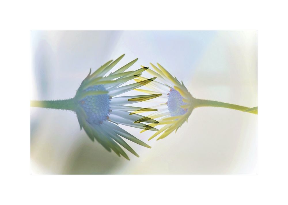 ineinander greifend Foto & Bild | spezial, makro, natur Bilder auf