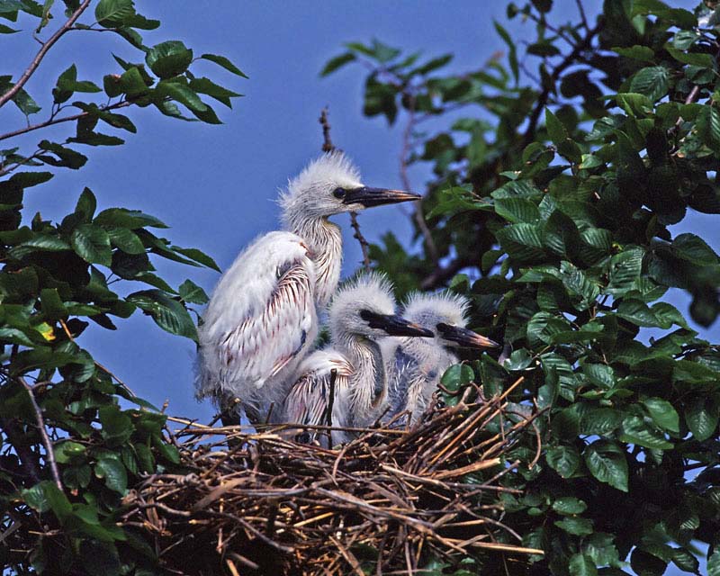 INFANCY EGRET