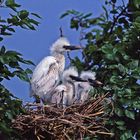 INFANCY EGRET