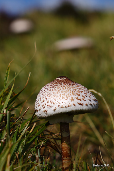 Infilata di macrolepiota