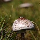 Infilata di macrolepiota