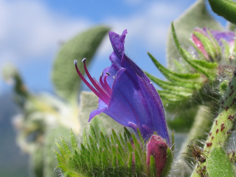 Infiorescenza a fiori viola di Erba Viperina (Echium vulgare)