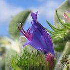 Infiorescenza a fiori viola di Erba Viperina (Echium vulgare)