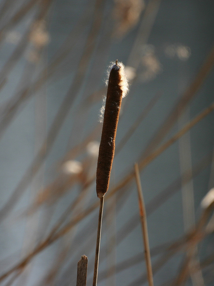 INFIORESCENZA DI TIFA LATIFOLIA O ANGUSTIFOLIA