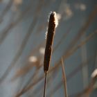 INFIORESCENZA DI TIFA LATIFOLIA O ANGUSTIFOLIA