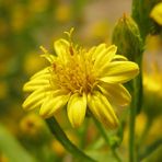 Infiorescenze di Verga d'oro comune (Solidago virgaurea)