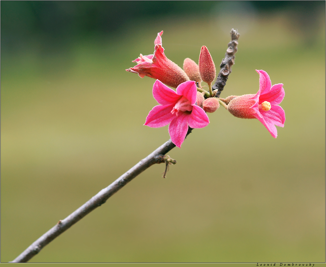 Inflorescence