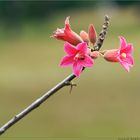 Inflorescence