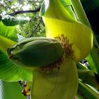 Inflorescence de bananier