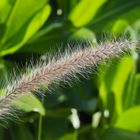 Inflorescence de graminée