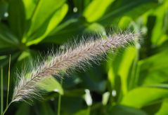 Inflorescence de graminée