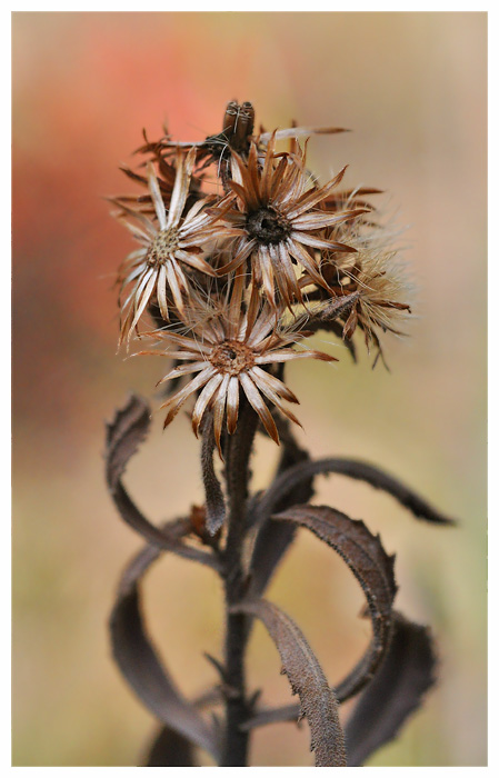 Inflorescence de l'hiver