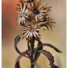 Inflorescence de l'hiver