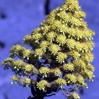 Inflorescence dorée