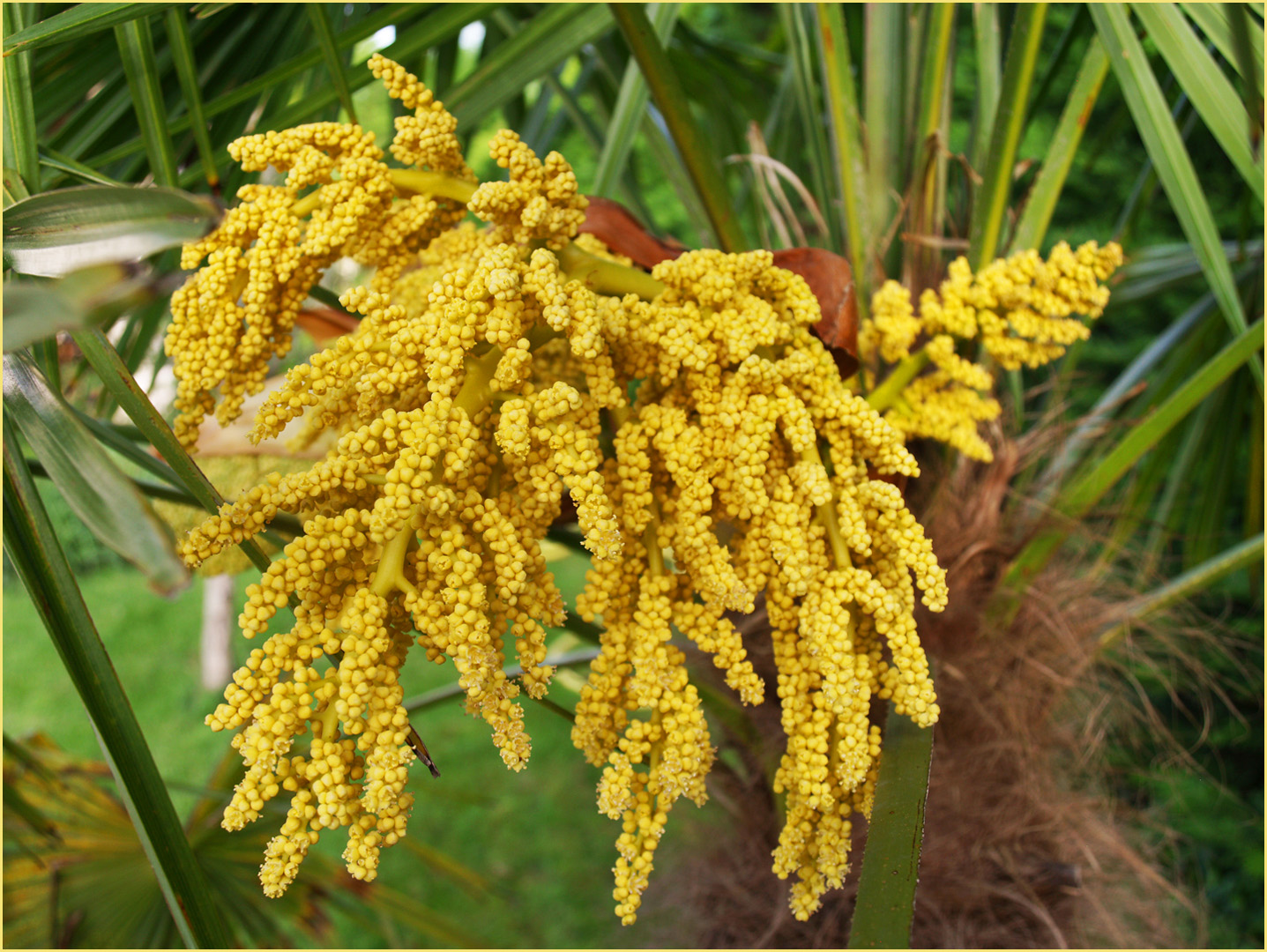 Inflorescence du chamaerops exelsa