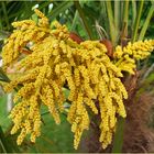 Inflorescence du chamaerops exelsa