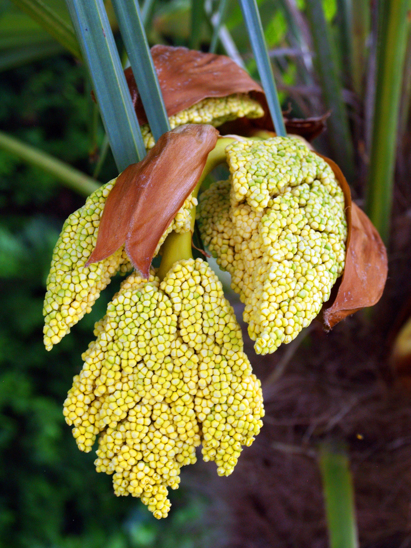 Inflorescence d’un chamaerops exelsa ou palmier chanvre (Trachycarpus fortunei) 1